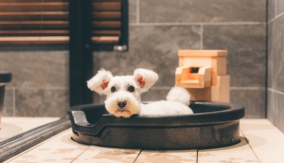 ゆるり箱根withDOGS