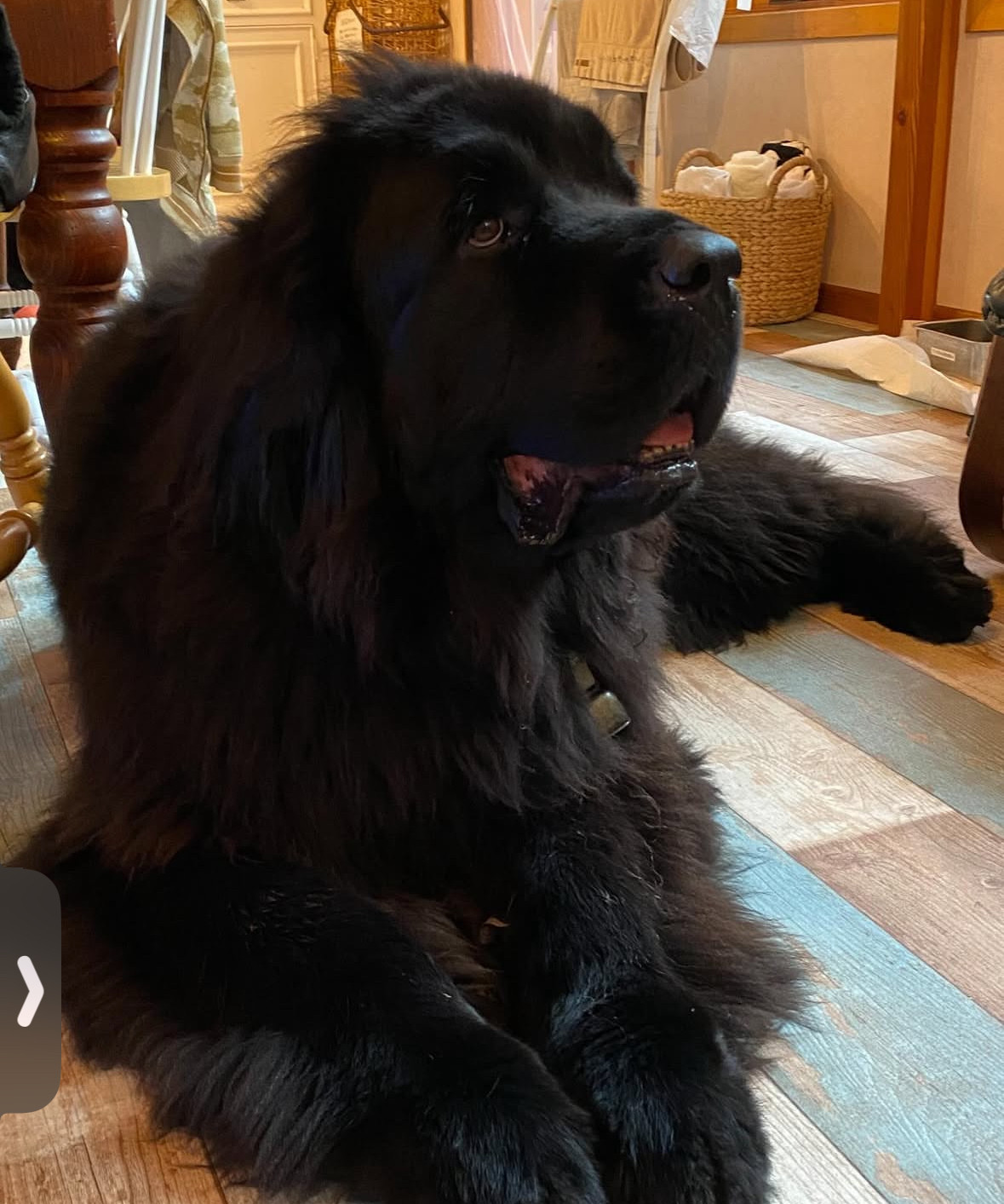 Villa森のわんころりん