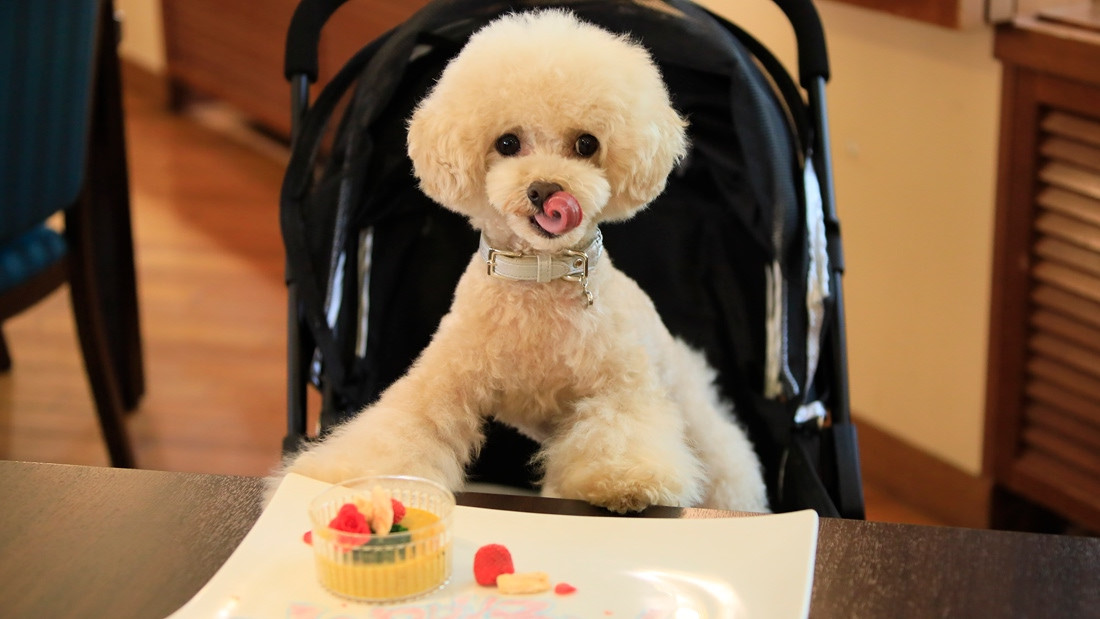 ゆとりろ蓼科ホテルwithDOGS