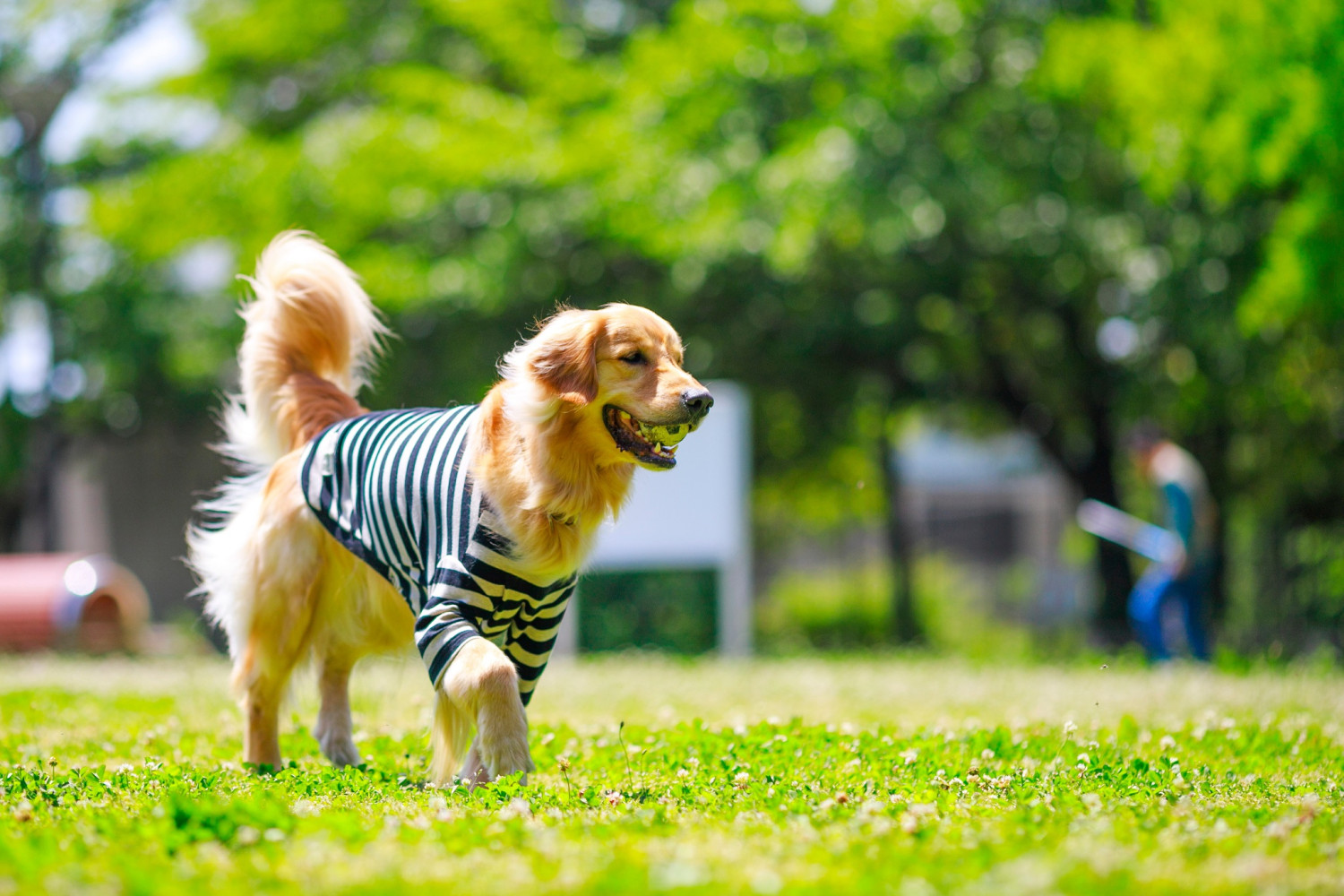 【関東】ペット可（犬）のおすすめグランピング施設9選
