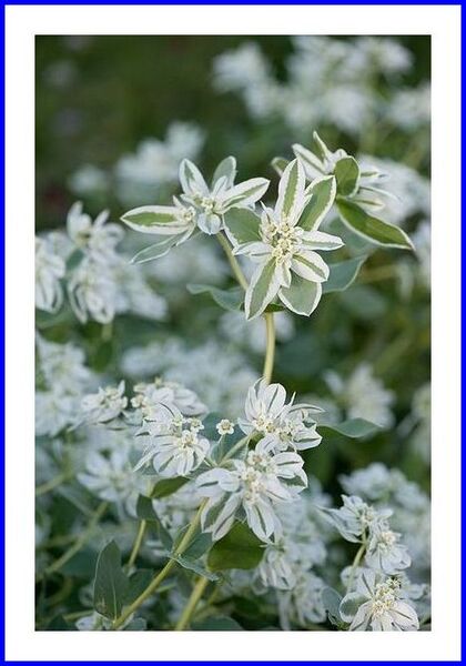 シニアの放課後 の １月２８日 誕生花 の掲載画像