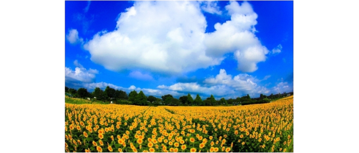 ナビトモ事務局賞:ニックネーム 愛写道 様 / タイトル「夏景色」