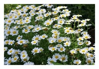 ���̏t�̓�