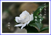 ���q�̉Ԃɔo��