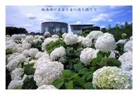 ���ʖ���