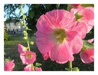 �^�`�A�I�C