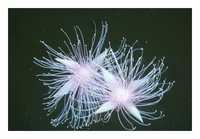 �T�K���o�i�@�B