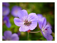 �l���t�B��