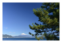 ���}�̐��