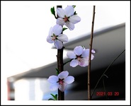 �A�[�����h�̉�