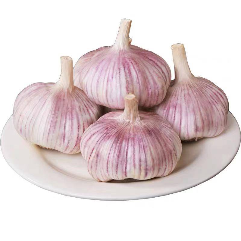 大名县农家自种紫皮大蒜10斤/袋