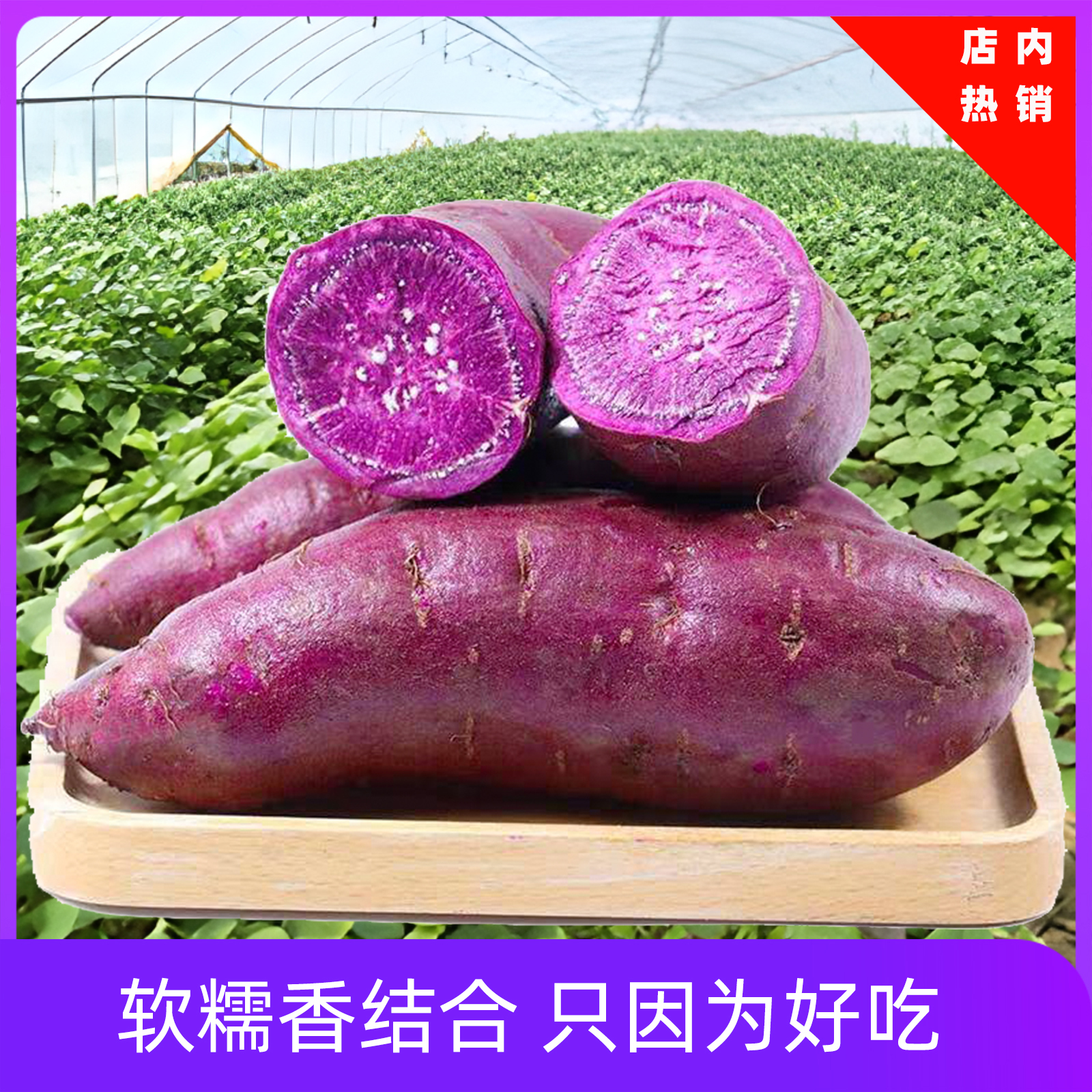 凤山县革命老区专收紫薯5斤 食堂采购 工会采购