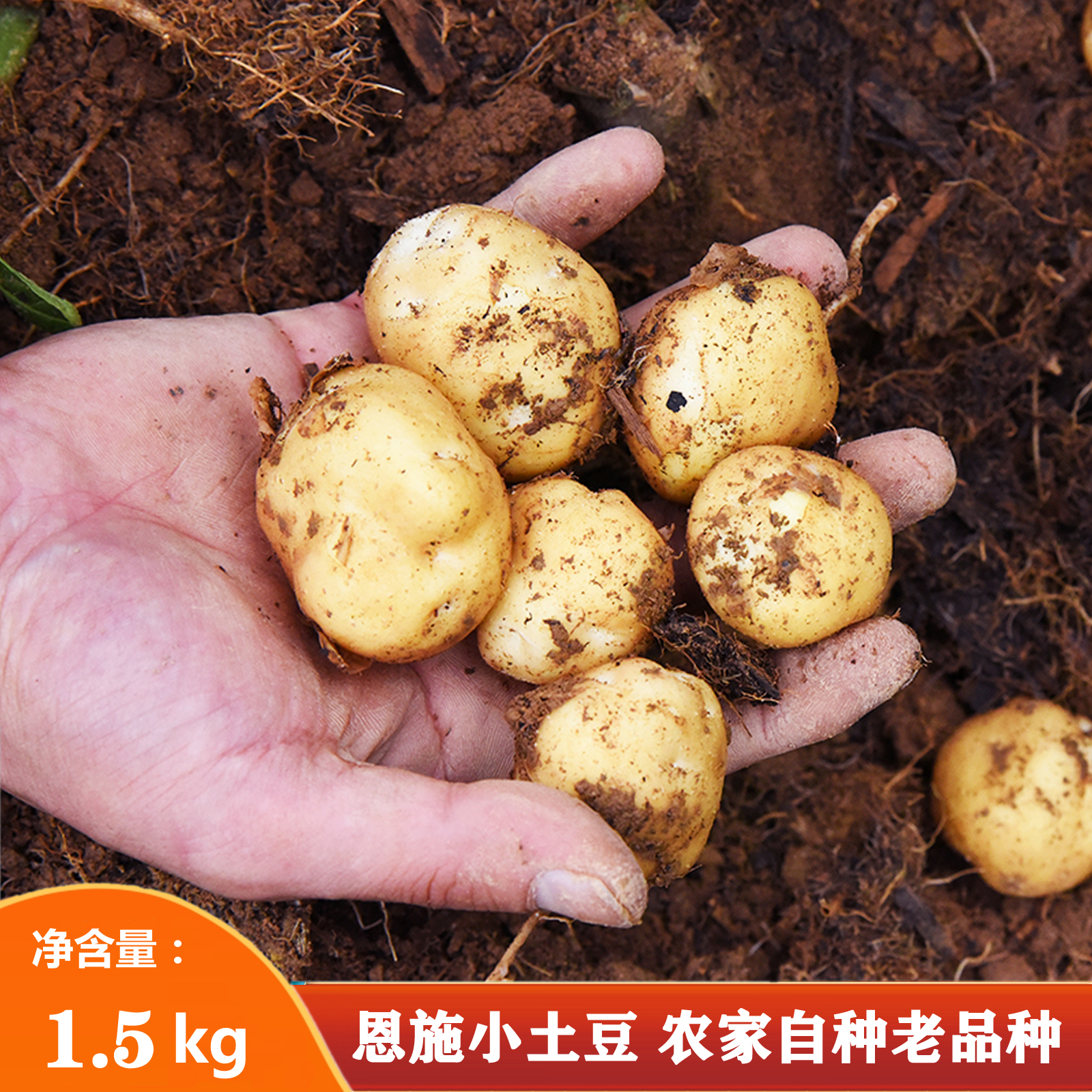 巴东县马尔科黄心恩施小土豆带箱3.5斤净重3斤单果25g以上