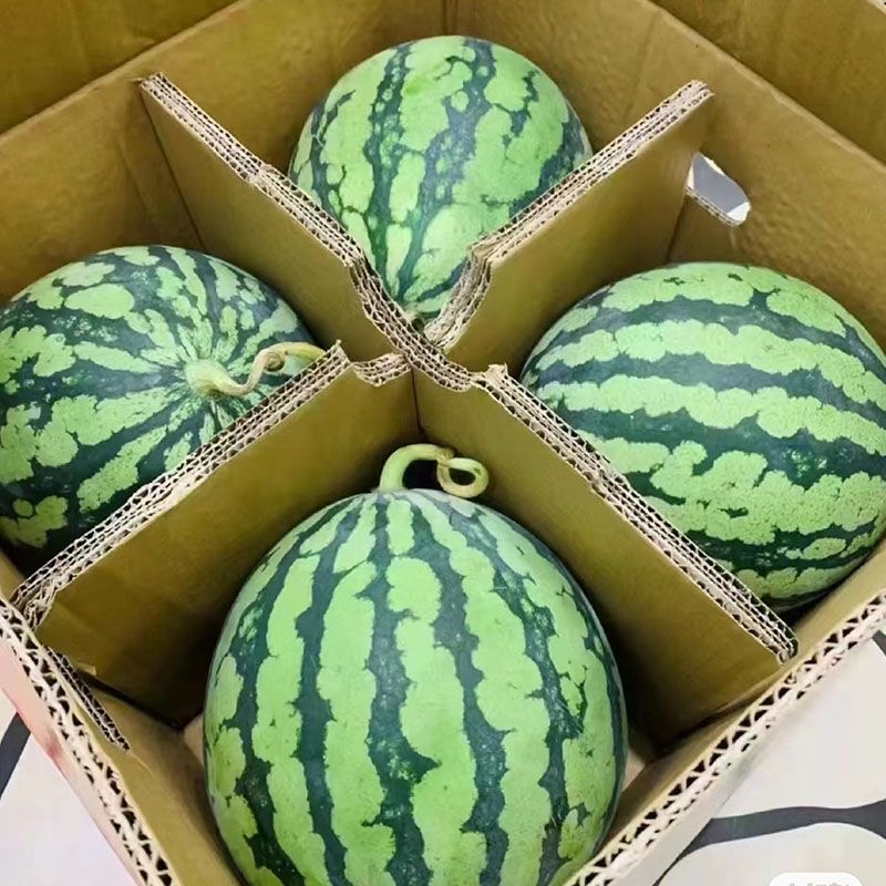 舒城县新鲜西瓜正宗8424冰糖麒麟薄皮采摘当季应季超甜500g
